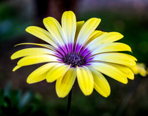 yellow and purple flower