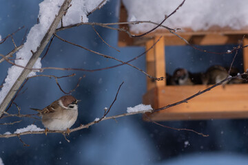 Sparrow at the winter feeder