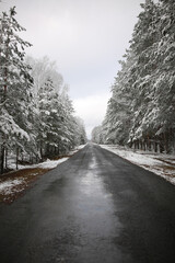 black asphalt straight road and snowy forest. trees covered with snow above the road