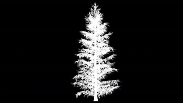 Growing Pine Tree Silhouette