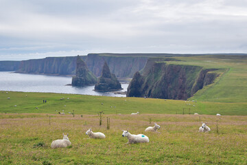 Duncansby Head Stacks, sheep in pasture near rocks in the ocean