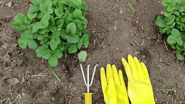 A small garden rake lies in the garden next to a strawberry bush, yellow rubber gloves are thrown nearby, top view