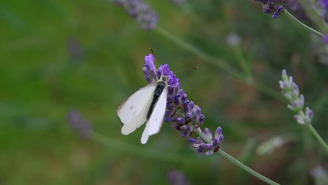 short clip of a cabbage white pieris rapae butterfly on lavender blossoms