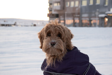 Australian Labradoodle Puppy Apricot colored fur.