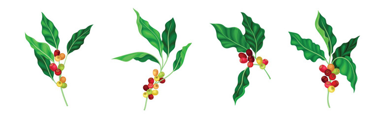 Coffee Plant Berry Branch with Leaf and Stem Vector Set
