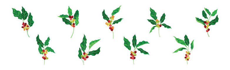 Coffee Plant Berry Branch with Leaf and Stem Vector Set