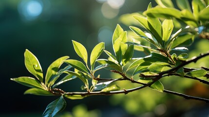 Obraz premium Close up of young green leaves on a tree branch