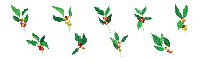 Coffee Plant Berry Branch with Leaf and Stem Vector Set