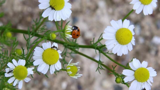 short clip of a ladybug - coccinella magnifica on chamomile blossom