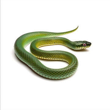 Countryside Grass Snake