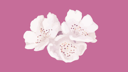 Fototapeta na wymiar Beautiful white flowers background design
