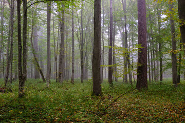 Fototapeta premium Misty morning in autumnal forest
