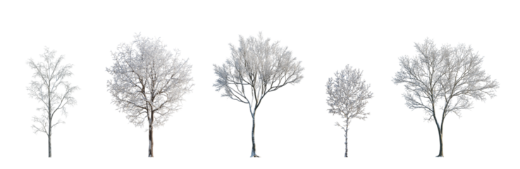 winter various snowed trees frontal isolated png on a transparent background premium cutout sunny weather