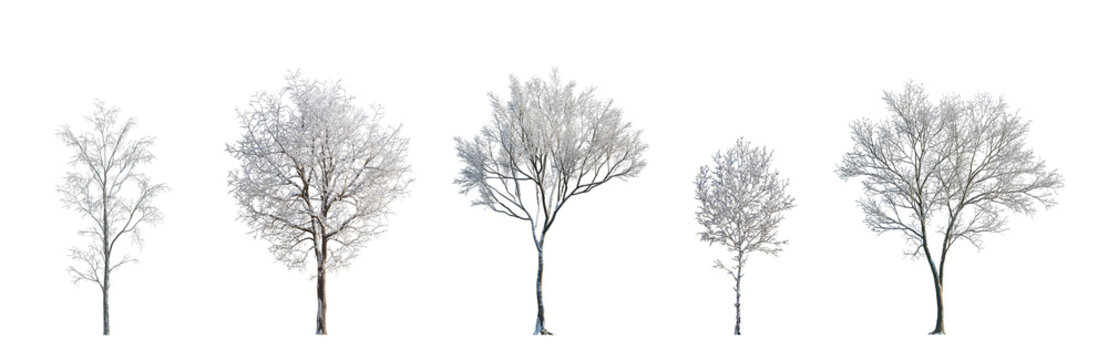 Set of street medium winter various snowed trees frontal isolated png on a transparent background perfectly cutout sunny weather