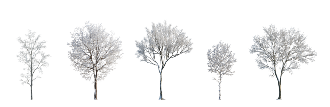 winter various snowed trees frontal isolated png on a transparent background premium cutout sunny weather