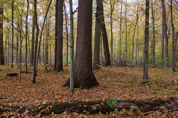 Autumnal midday in deciduous forest stand with old oak trees