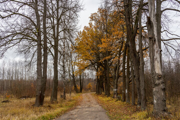 Obraz premium autumn in the forest, Road along the old oak alley, autumn day