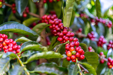 Close up view of the premium red Coffee beans harvest in Costa Rica by hand 