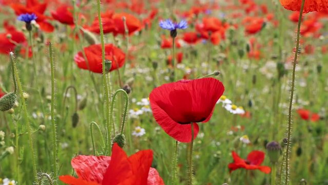 Beautiful green field with red poppy flowers. Beautiful wild flowers video.