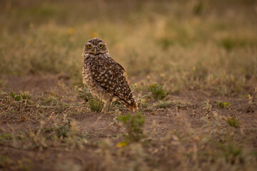 Fototapeta premium Buho, little owl standing in the floor in Argentina. Athene cunicularia