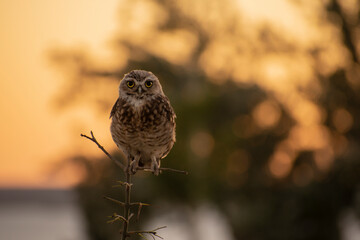 Buho, little owl standing in a tree in Argentina. Athene cunicularia
