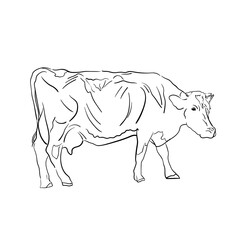 Contour line drawing of simple cow on white background. Hand drawn minimalist vector illustration. Doodle style