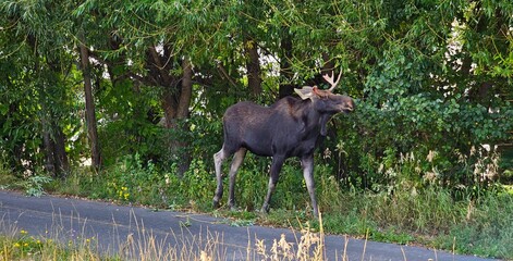 Moose in the Wild, Close Up