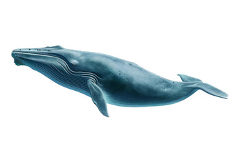 Blue Whale isolated on transparent background. Humpback Whale