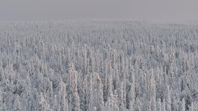 Panoramic view of a snow-covered fir forest in the Lappish tundra