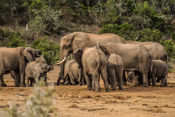 elephants in addo elephant national park, south africa