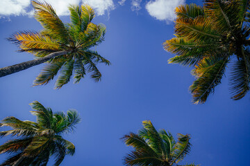 palm trees against blue sky