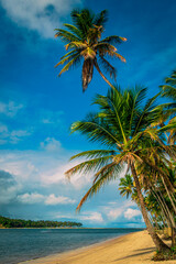 palm tree on the beach