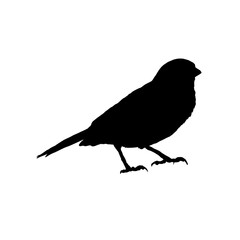 sparrow silhouette - vector illustration