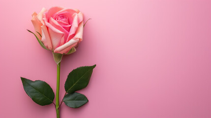 pink rose on a pink background