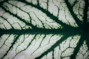 leaf texture