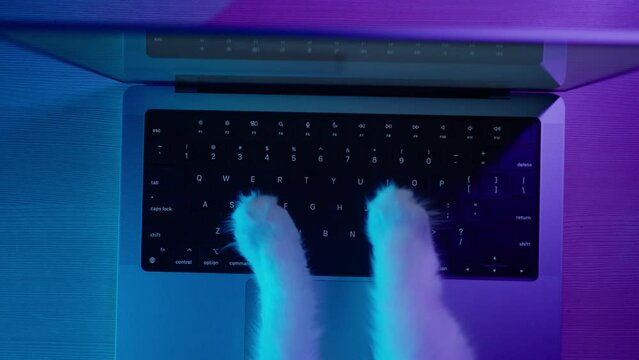 Whimsical close-up of cat paws typing on a laptop keyboard, illuminated by a cool blue light. A pet cat works on a laptop, types text on the keyboard and communicates online
