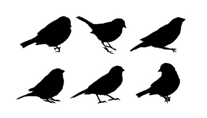 Set of sparrow silhouette, Set of bird silhouette  - vector illustration