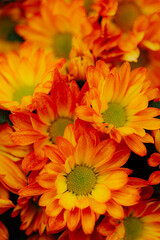 orange chrysanthemum background