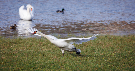 white swan at shore line take off