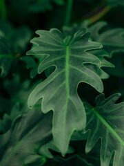 green leaf of a tree