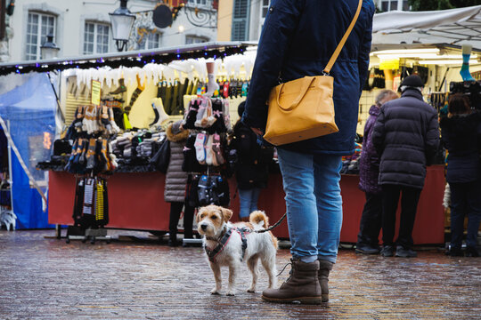 dog in the city, market in Solothurn