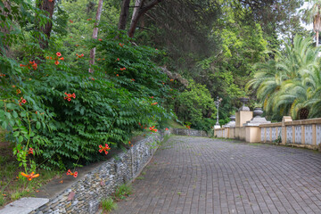 Flowers and pathway in the Arboretum in Sochi. 
