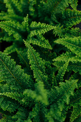 fern leaves background