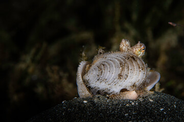Small funny macro octopus hiding in shells on the bottom of the Red Sea in Egypt