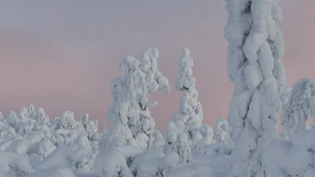 Immersive drone view of snow-covered fir trees in finnish tundra