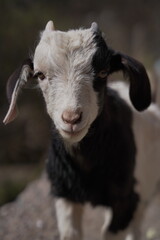 animal del norte argentino