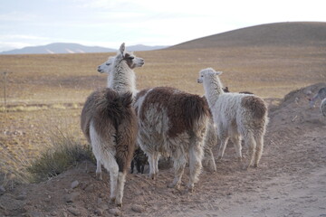 llama del norte argentino