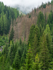 Woods destroyed by the European spruce bark beetle, whose scientific name is Ips typographus, the...
