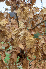 autumn, ekibana of dried plants in nature, soft focus and close-up