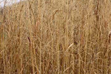 autumn, ekibana of dried plants in nature, soft focus and close-up